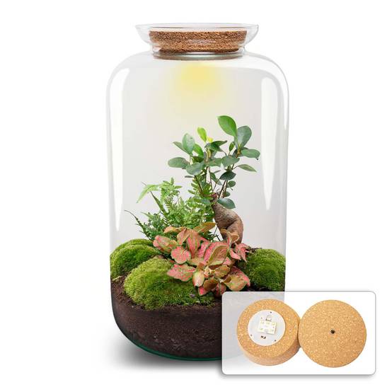 Terrarium à composer bouteille en verre recyclé - Ø23-H43cm - avec kit 4 outils - Ficus Ginseng - Terrarium DIY - Image 2