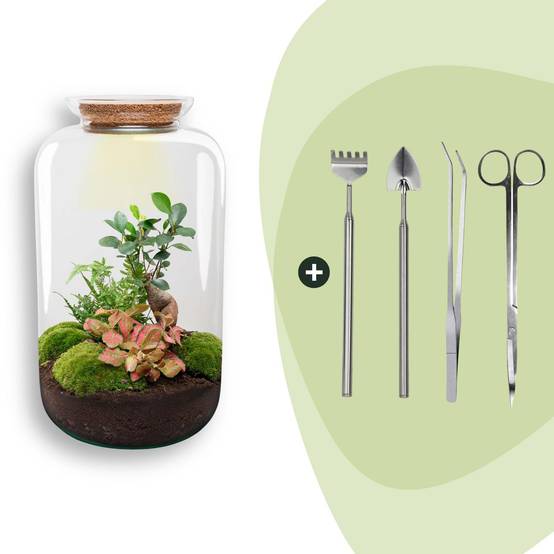 Terrarium à composer bouteille en verre recyclé - Ø23-H43cm - avec kit 4 outils - Ficus Ginseng - Terrarium DIY - Image 1