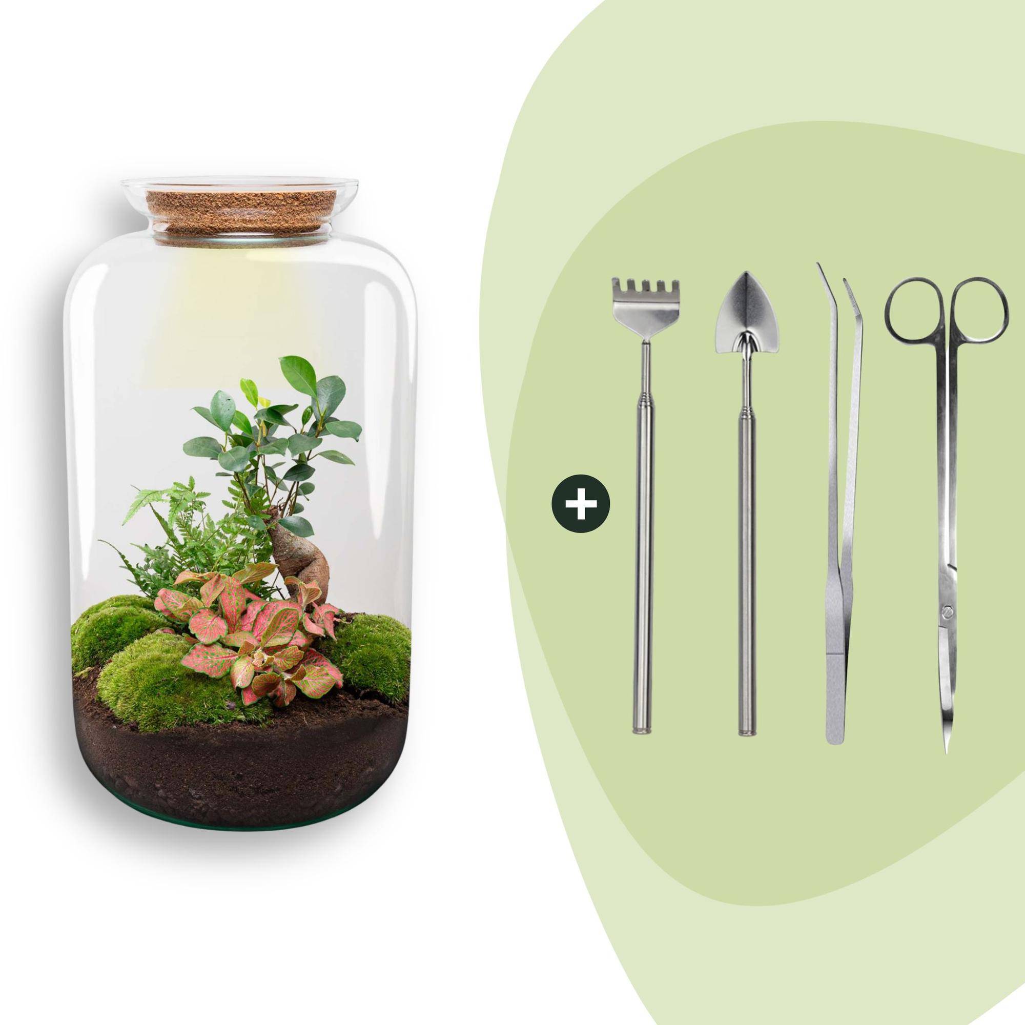 Terrarium à composer bouteille en verre recyclé - Ø23-H43cm - avec kit 4 outils - Ficus Ginseng - Terrarium DIY - Image 1