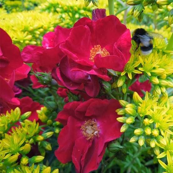 Promesse de Fleurs - Rosier Décorosiers Vesuvia Pot de 4L/5L