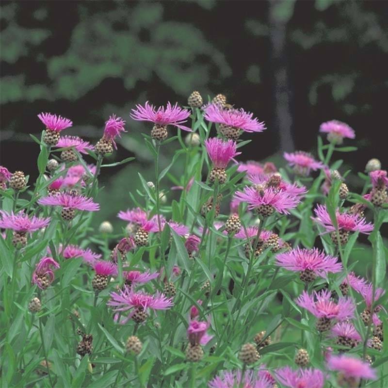 Promesse de Fleurs - Centaurea jacea - Centaurée jacée Godet de 8/9 cm