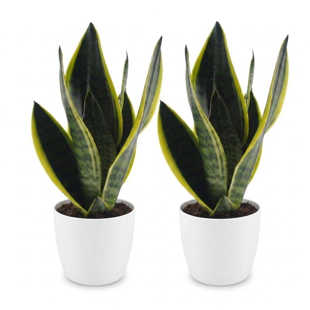 La Green Touch - Sansevieria Future Superb - Langue de belle-mère - Lot de 2 plantes - Avec cache-pot blanc - Pot Ø12 cm, H 35 cm - Image 2