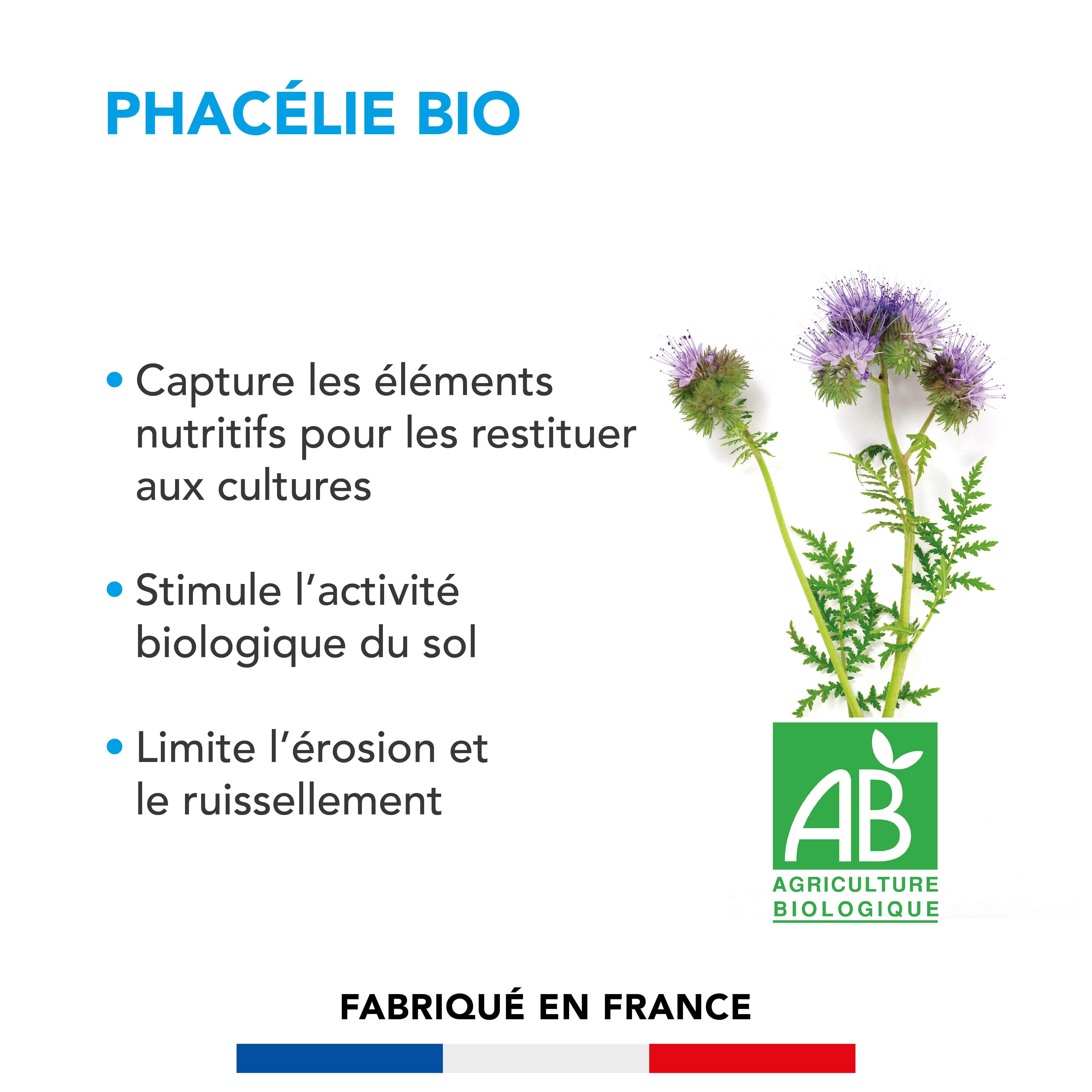 Phacélie - Capture les Éléments Nutritifs et Restitue aux Futures Cultures - Stimule Activité du Sol - 250G - BARENBRUG - Image 2