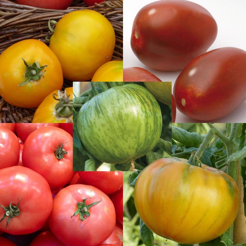Collection de 5 tomates colorées en plants - Collection de 5 plantes