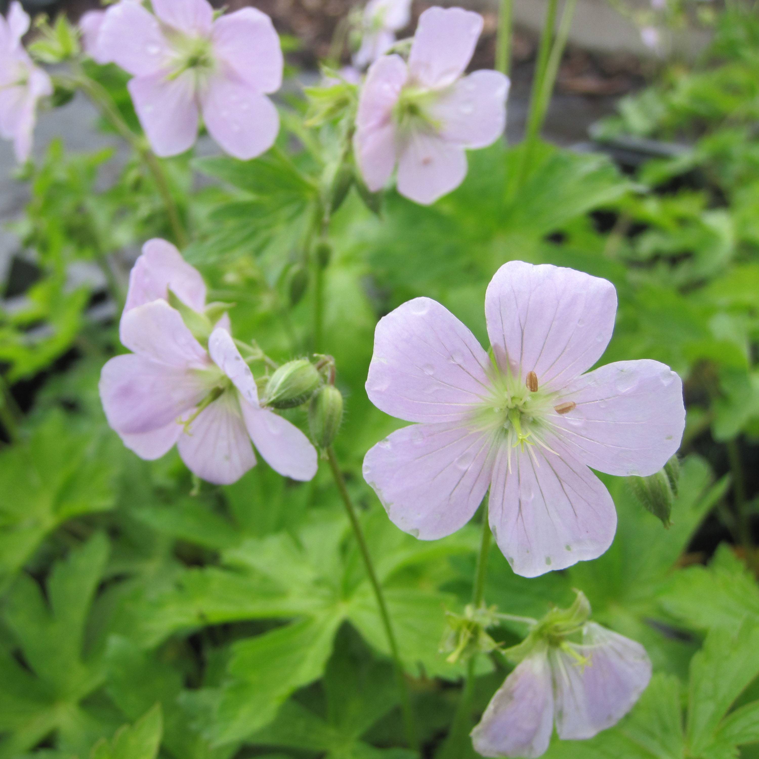 Géranium vivace maculatum Chatto Pot de 2L/3L