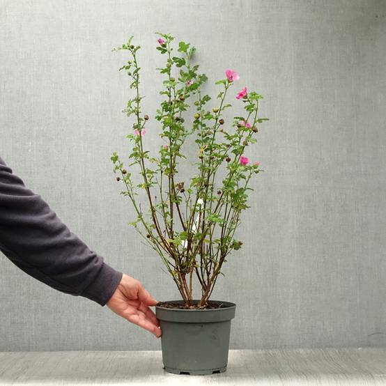 Promesse de Fleurs - Anisodontea scabrosa Large Red - Mauve du Cap Pot de 3L/4L - Image 2