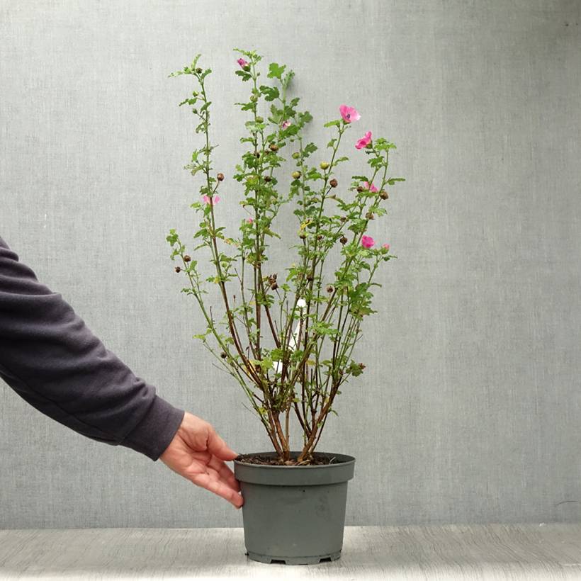 Promesse de Fleurs - Anisodontea scabrosa Large Red - Mauve du Cap Pot de 3L/4L - Image 2