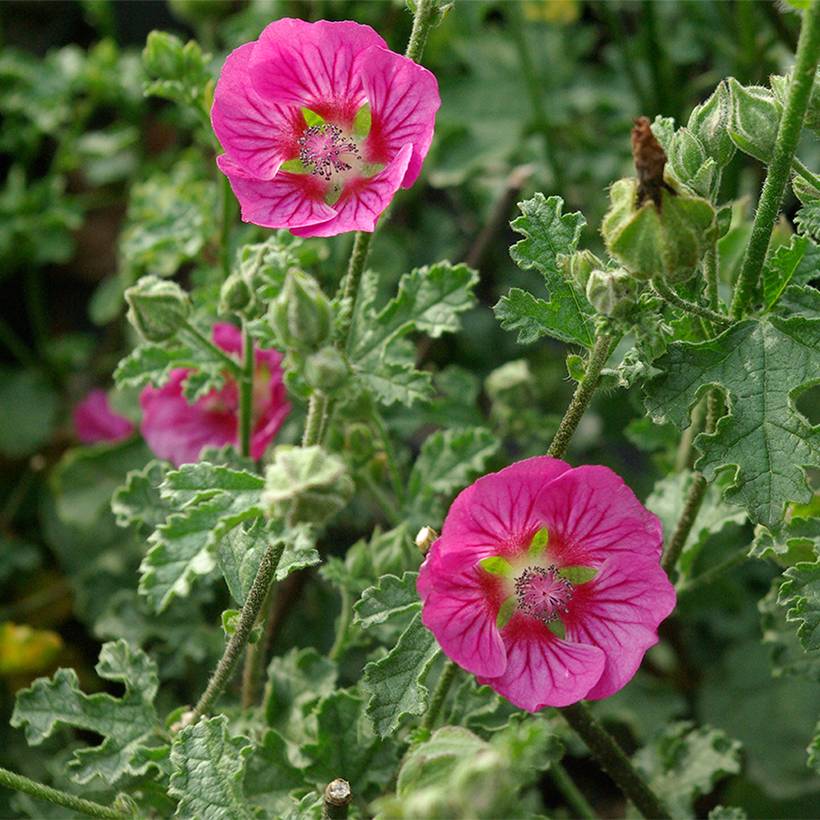 Promesse de Fleurs - Anisodontea scabrosa Large Red - Mauve du Cap Pot de 3L/4L - Image 1