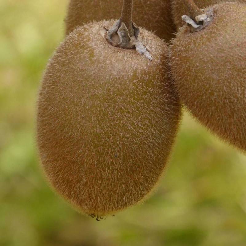 Kiwi Hayward (Femelle) à fleurs Blanche - feuillage Caduc - Godet - 5/20 cm-  hauteur à maturité De 3,00 m à 5,00 m - Image 7