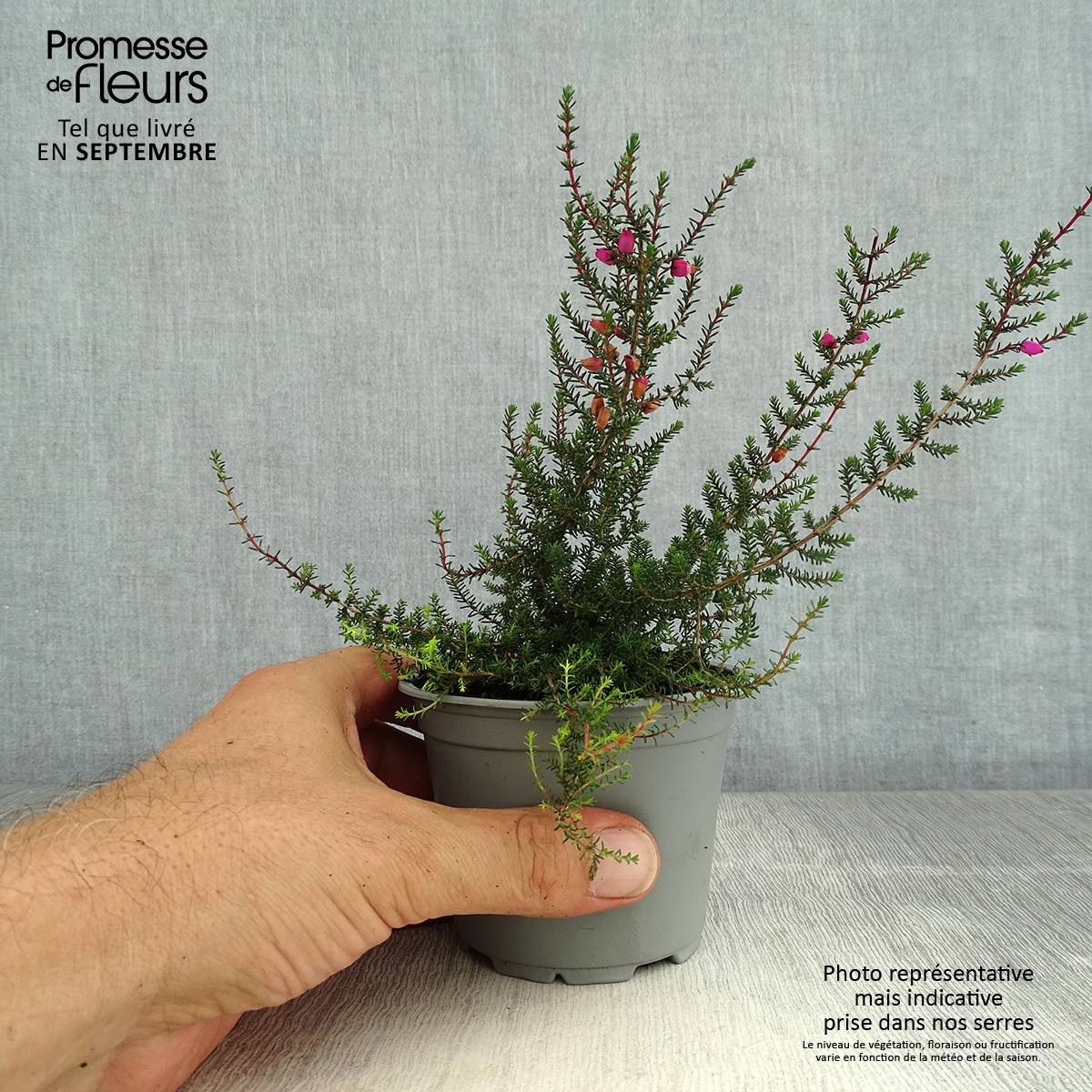 Bruyère cendrée - Erica cinerea Pot de 10 cm/11cm - Image 2