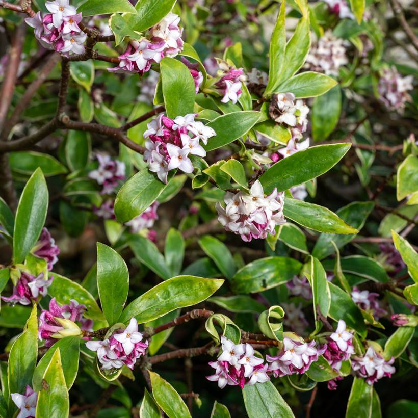 Promesse de Fleurs - Daphne Perfume Princess - Daphné parfumé Pot de 2L/3L