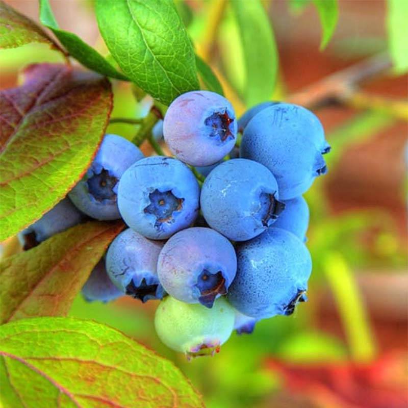 Promesse de Fleurs - Vaccinium Tophat - myrtillier d'Amérique Pot de 4L/5L, Buisson