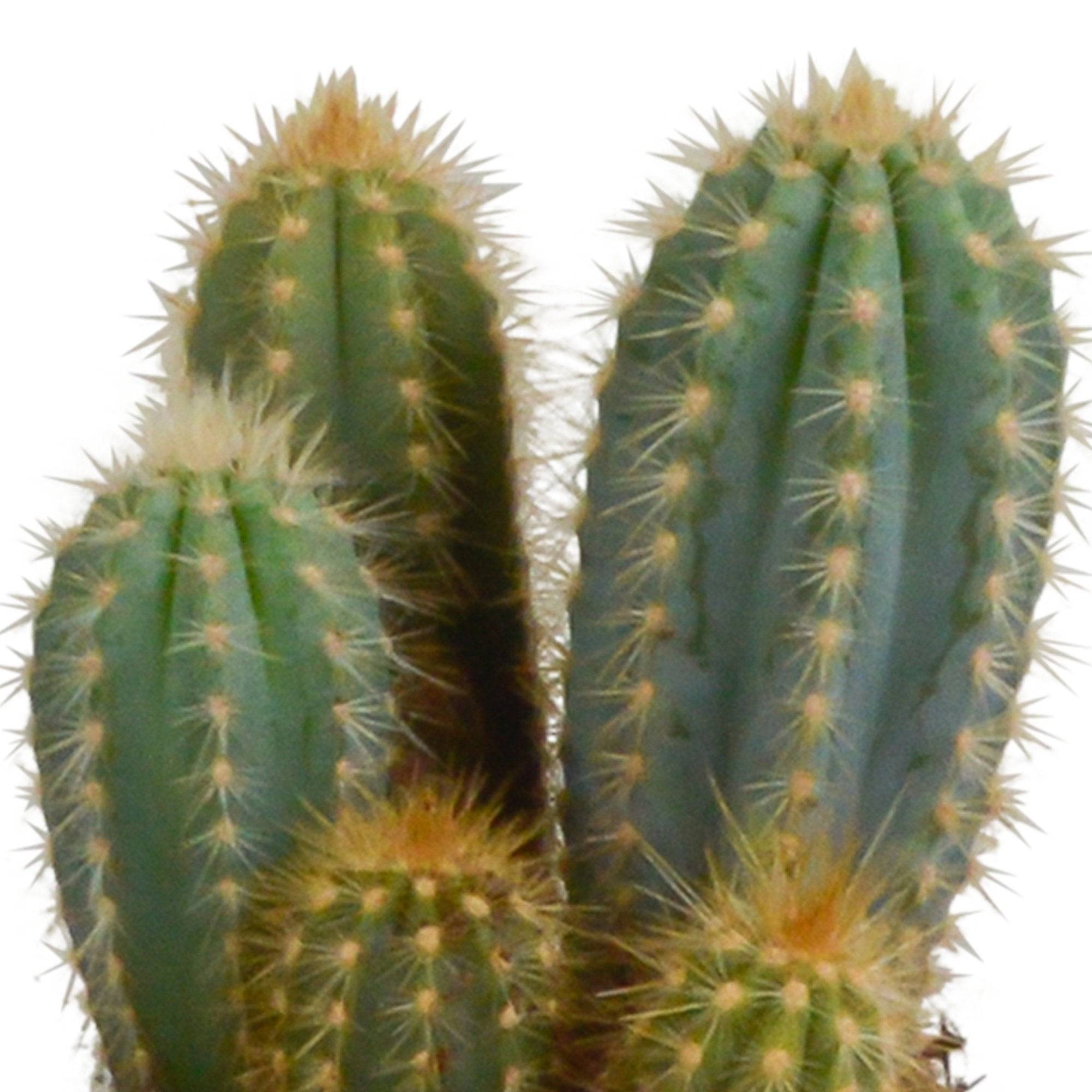 Coffret cactus et ses caches-pots blancs - Lot de 3 plantes, h23cm- La Green Touch - Image 5