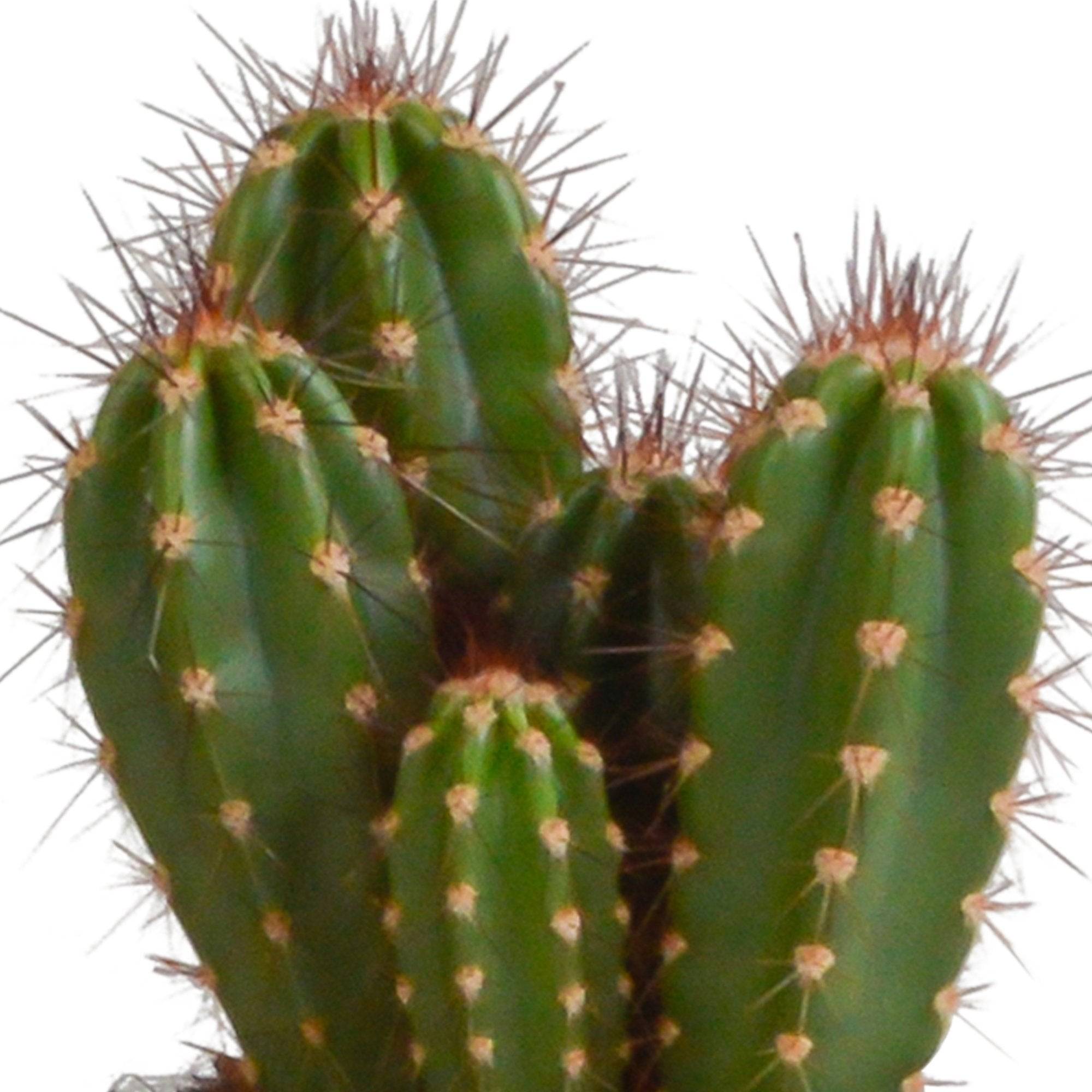 Coffret cactus et ses caches-pots blancs - Lot de 3 plantes, h23cm- La Green Touch - Image 6