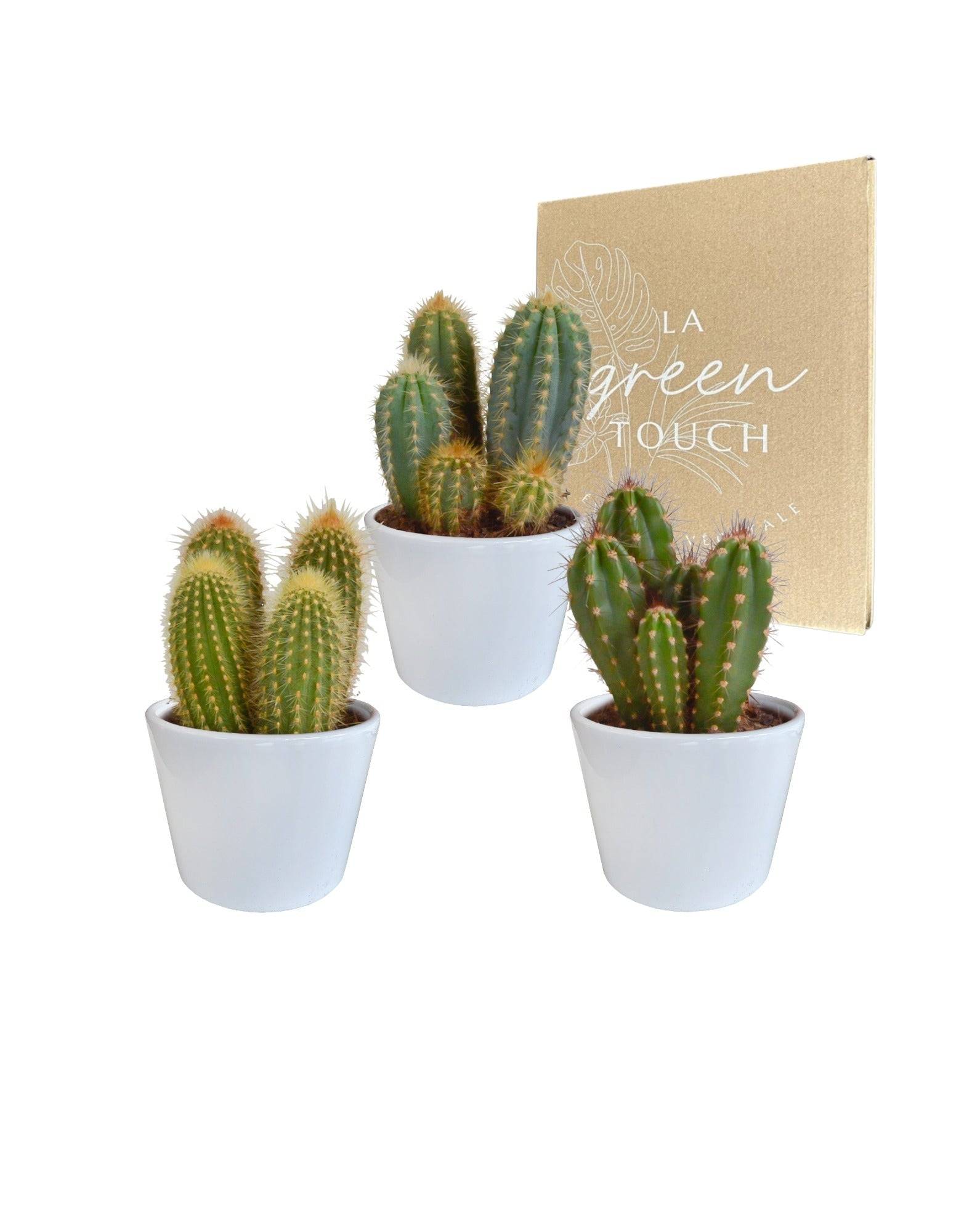 Coffret cactus et ses caches-pots blancs - Lot de 3 plantes, h23cm- La Green Touch - Image 2
