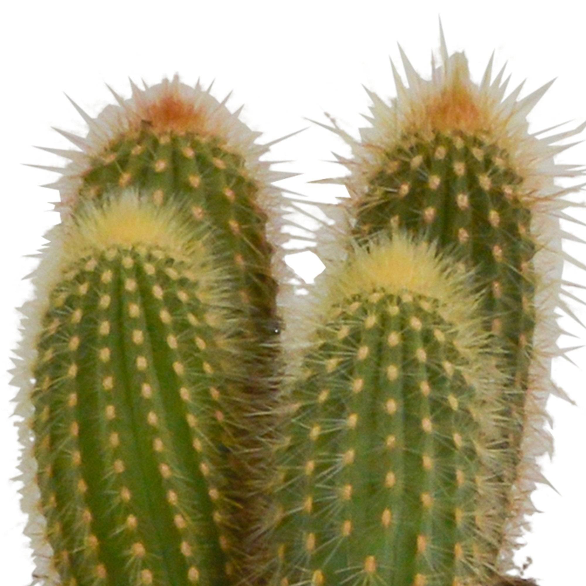 Coffret cactus et ses caches-pots blancs - Lot de 3 plantes, h23cm- La Green Touch - Image 4