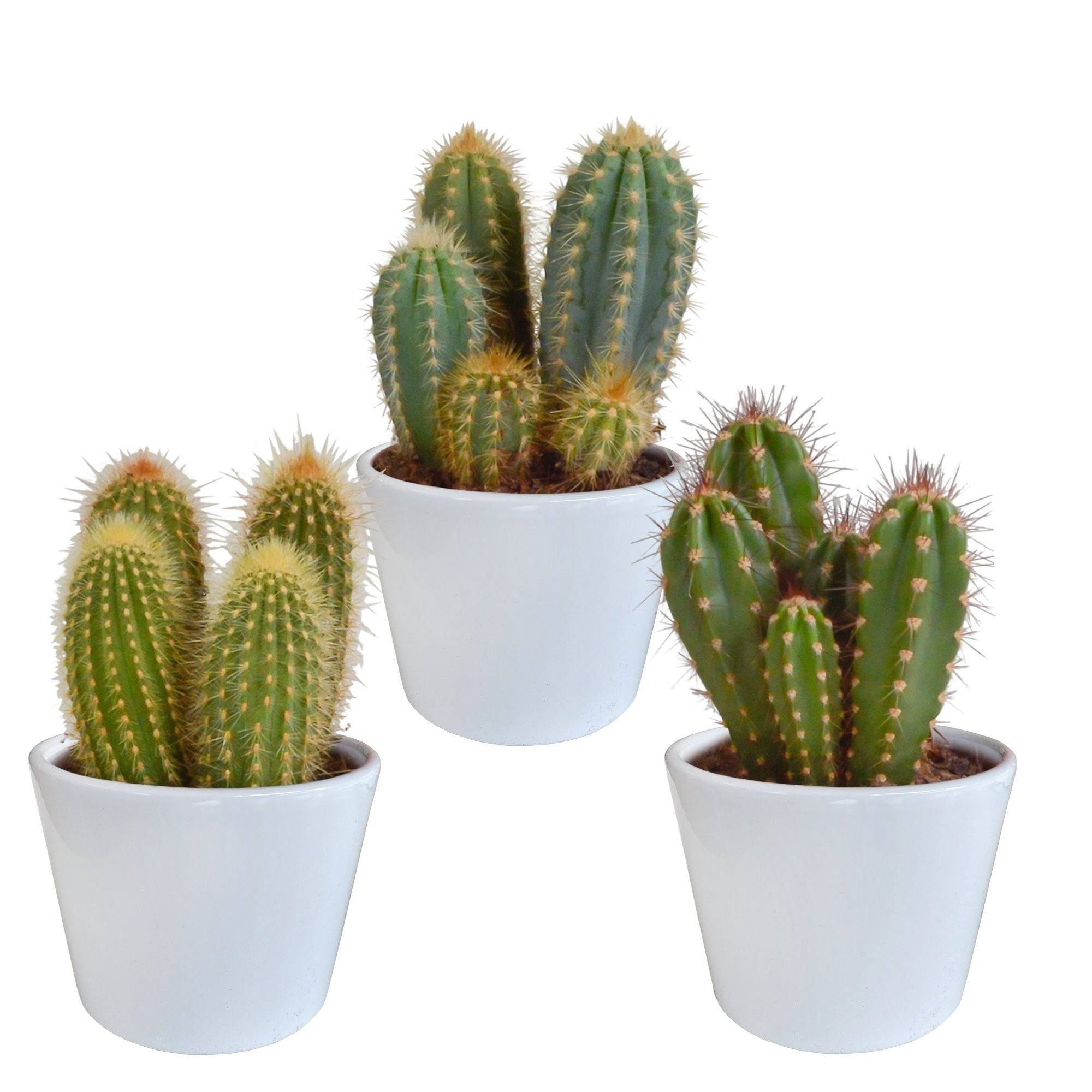 Coffret cactus et ses caches-pots blancs - Lot de 3 plantes, h23cm- La Green Touch - Image 3