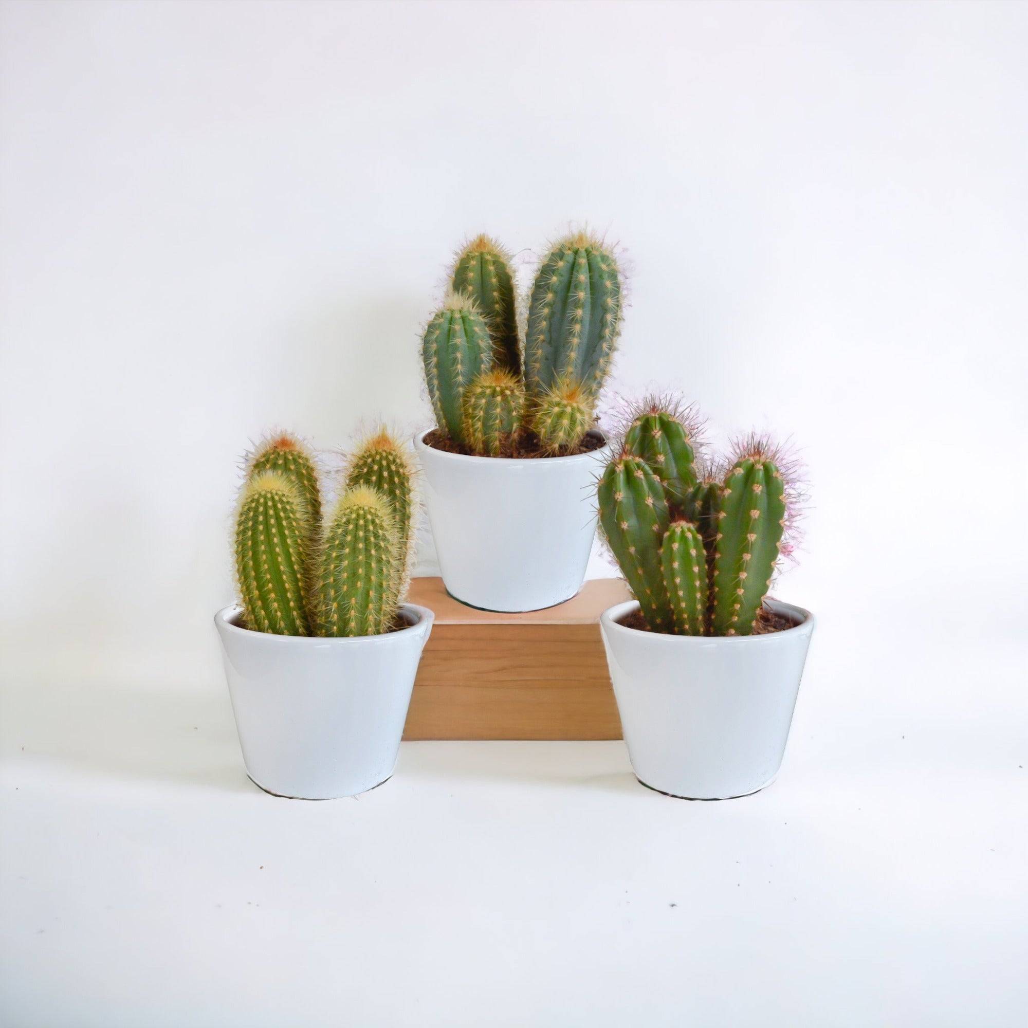 Coffret cactus et ses caches-pots blancs - Lot de 3 plantes, h23cm- La Green Touch - Image 1