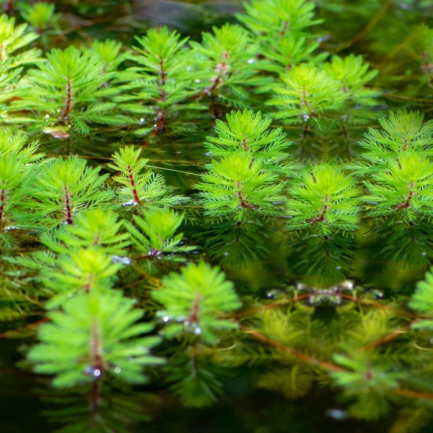 Myriophylle - Myriophyllum rubricaule - 12 plantes - Image 3