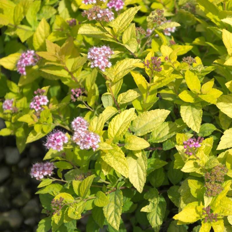 Spirée du Japon Goldmound, Spiraea à fleurs Rose - feuillage Caduc - Pot de 3L - 20/40 cm-  hauteur à maturité De 0,50 m à 1,00 m - Image 2