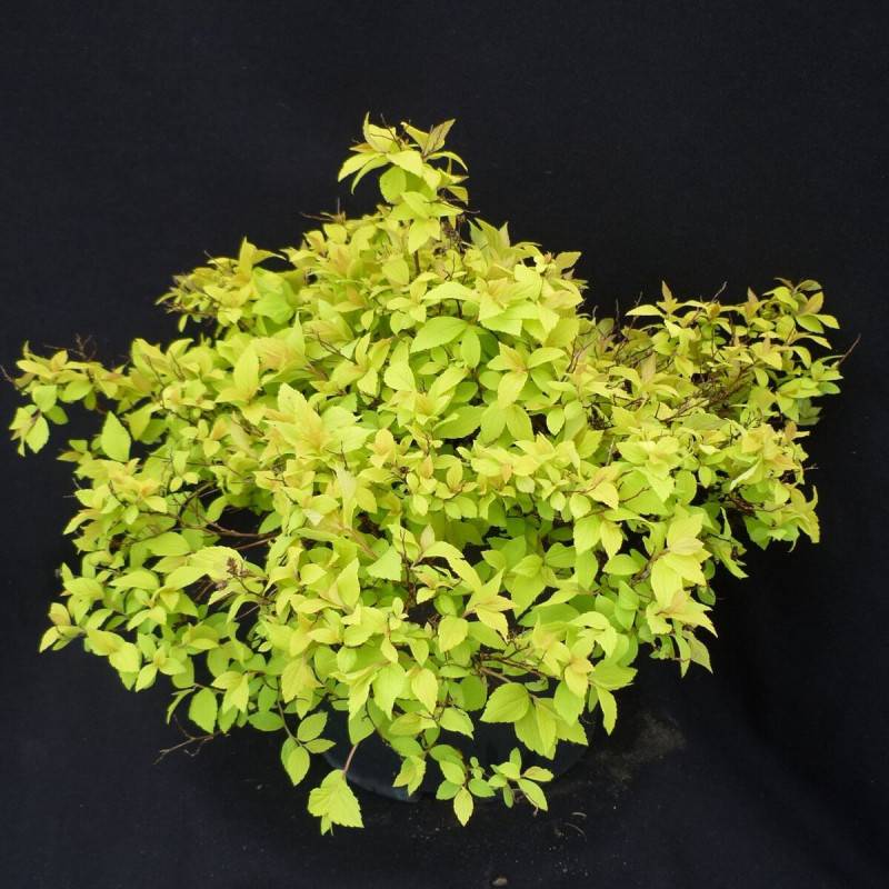 Spirée du Japon Goldmound, Spiraea à fleurs Rose - feuillage Caduc - Pot de 3L - 20/40 cm-  hauteur à maturité De 0,50 m à 1,00 m - Image 4