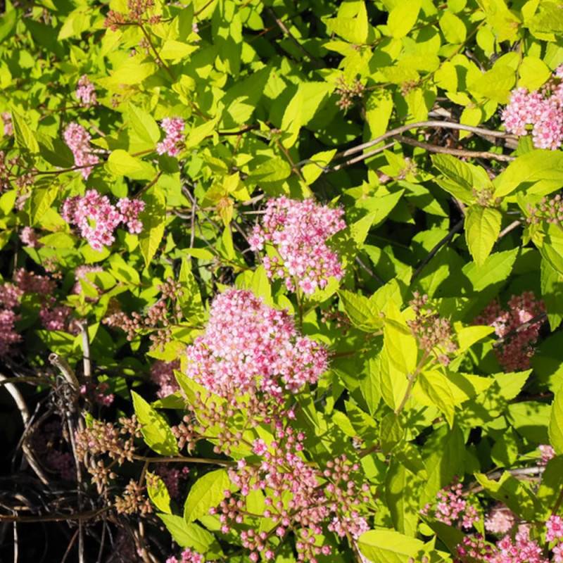 Spirée du Japon Goldmound, Spiraea à fleurs Rose - feuillage Caduc - Pot de 3L - 20/40 cm-  hauteur à maturité De 0,50 m à 1,00 m - Image 7