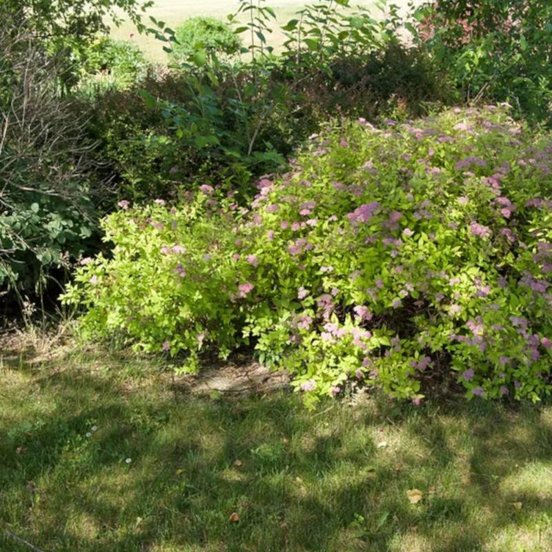 Spirée du Japon Goldmound, Spiraea à fleurs Rose - feuillage Caduc - Pot de 3L - 20/40 cm-  hauteur à maturité De 0,50 m à 1,00 m - Image 10