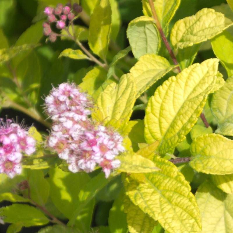 Spirée du Japon Goldmound, Spiraea à fleurs Rose - feuillage Caduc - Pot de 3L - 20/40 cm-  hauteur à maturité De 0,50 m à 1,00 m - Image 3