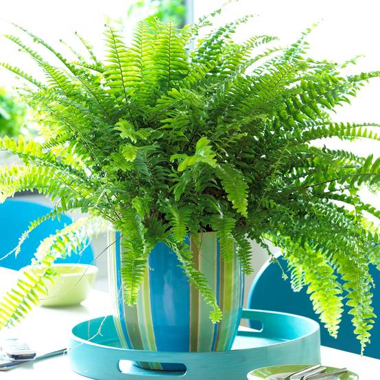 Gardenersdream - Fougère De Boston | Plante De Qualité Supérieure En Vente Cadeau | De 25 À 35 Cm En Pot - GardenersDream - Image 1
