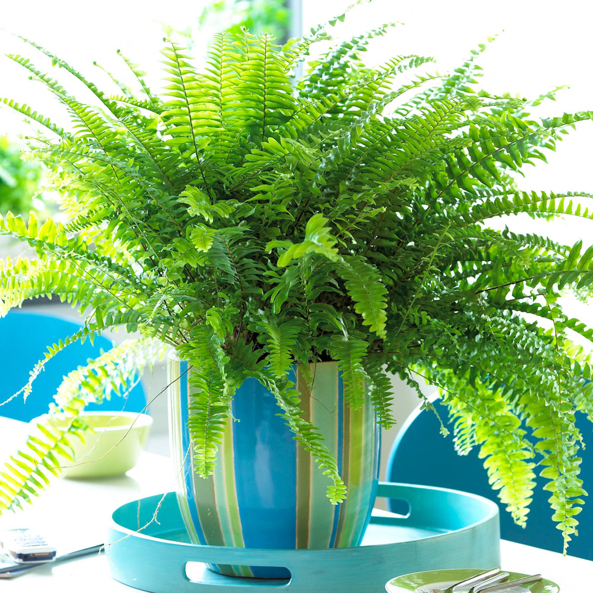 Gardenersdream - Fougère De Boston | Plante De Qualité Supérieure En Vente Cadeau | De 25 À 35 Cm En Pot - GardenersDream - Image 1