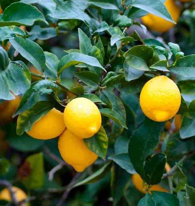 Sans Marque - Citrus limon (citronnier) Couleur floraison:Blanc - Taille:Pot de 25L - 160/180cm - Image 2