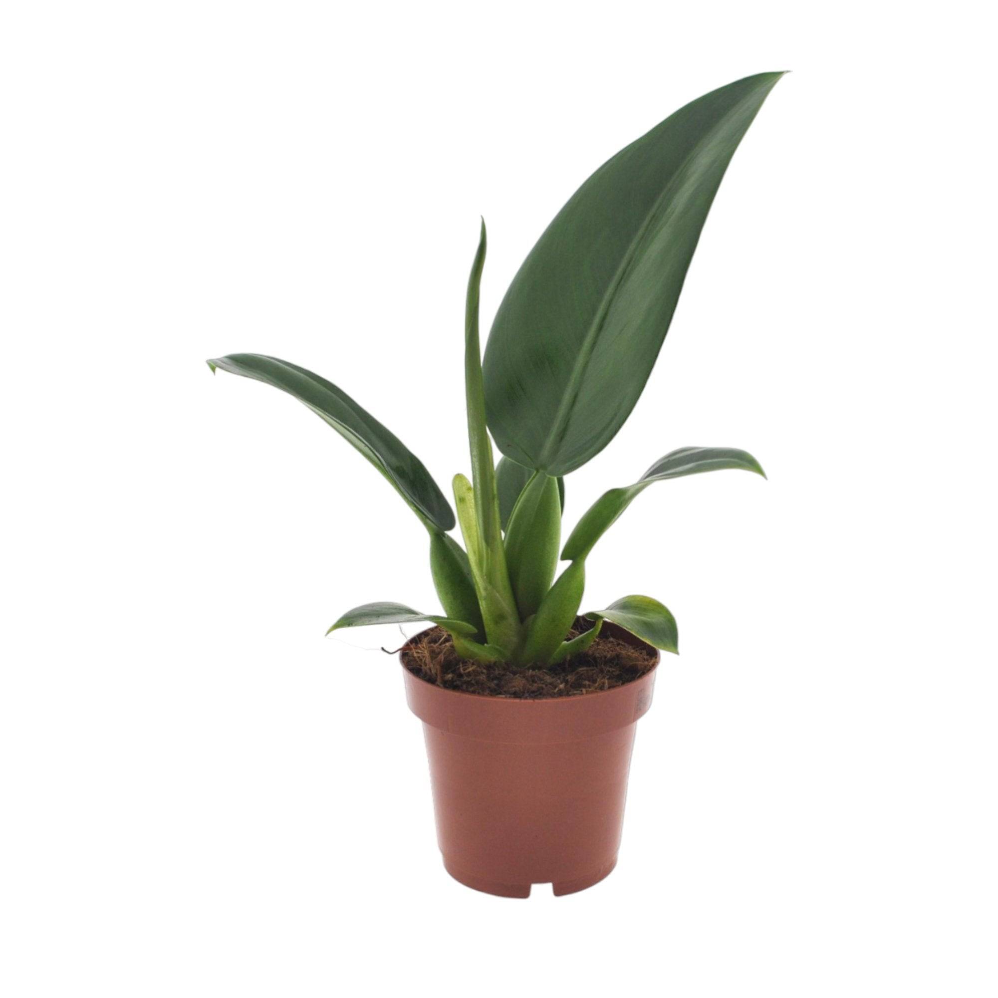 Philodendron Pacova 25cm - Plante d'intérieur- La Green Touch - Image 2