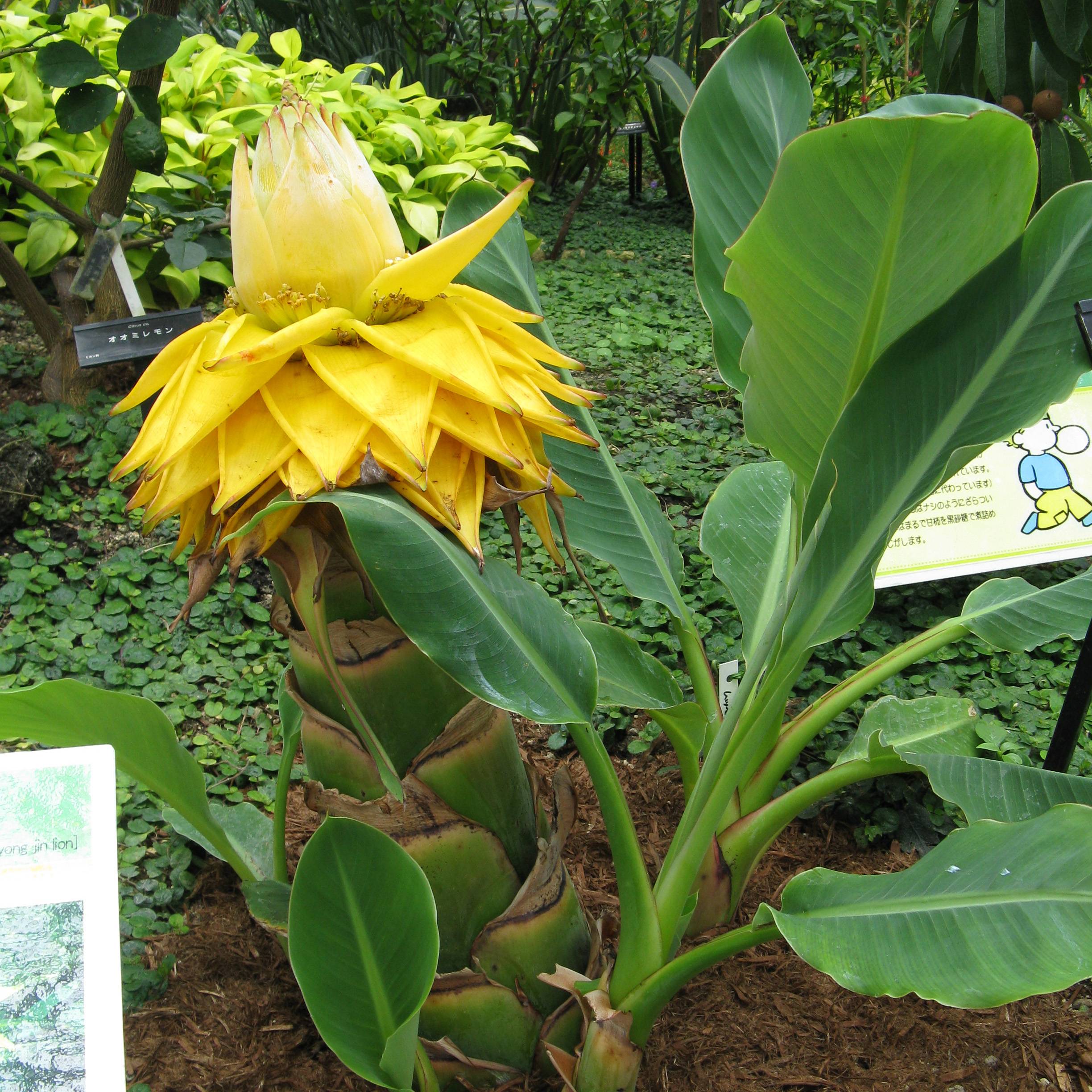 Musella lasiocarpa - Bananier nain Pot de 4L/5L - Image 1