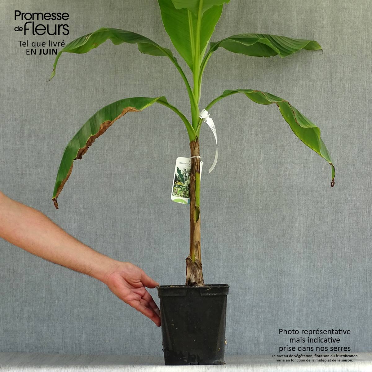 Musella lasiocarpa - Bananier nain Pot de 4L/5L - Image 2