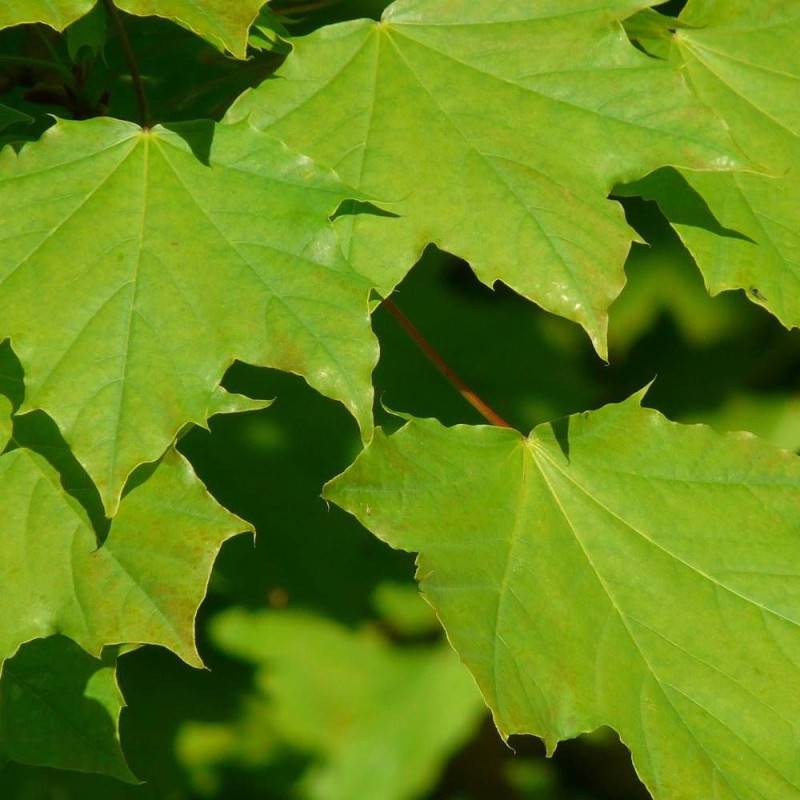 Érable plane, Acer platanoides - Pot de 30L - Tige 8/10 - 175/200 cm - Image 5