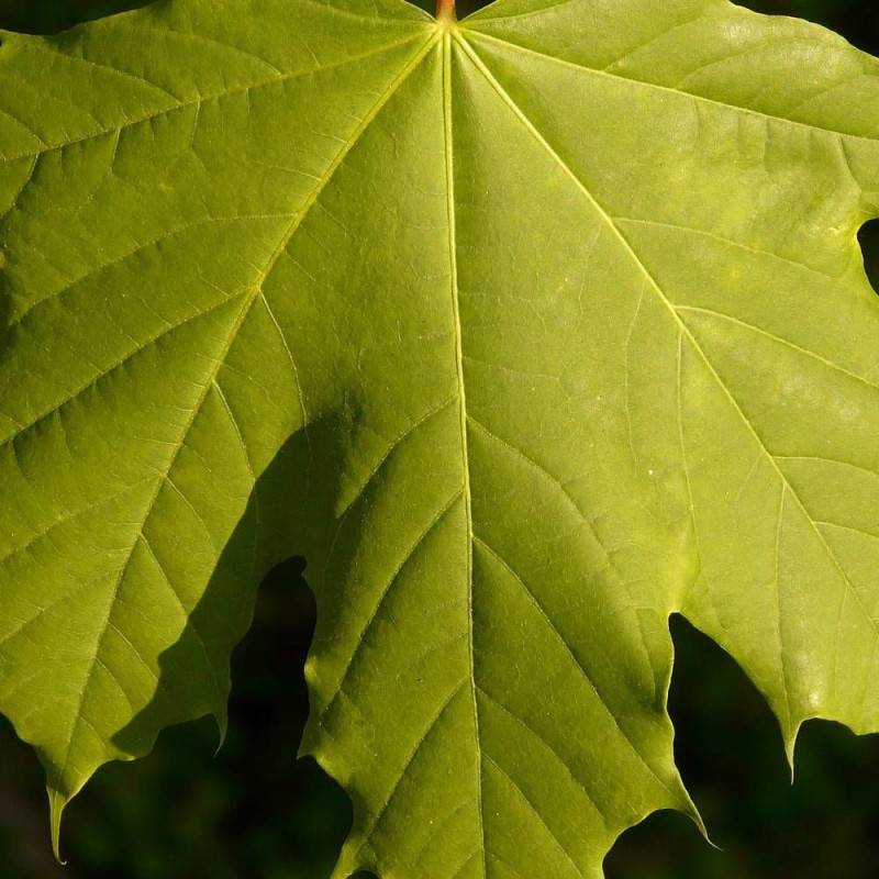 Érable plane, Acer platanoides - Pot de 30L - Tige 8/10 - 175/200 cm - Image 8