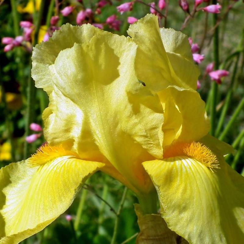 Iris des jardins Ola Kala à fleurs Jaune/ - feuillage Caduc - Godet - 5/20 cm - Image 1