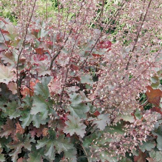 Promesse de Fleurs - Heuchère - Heuchera Chocolate Ruffles Godet de 8/9 cm