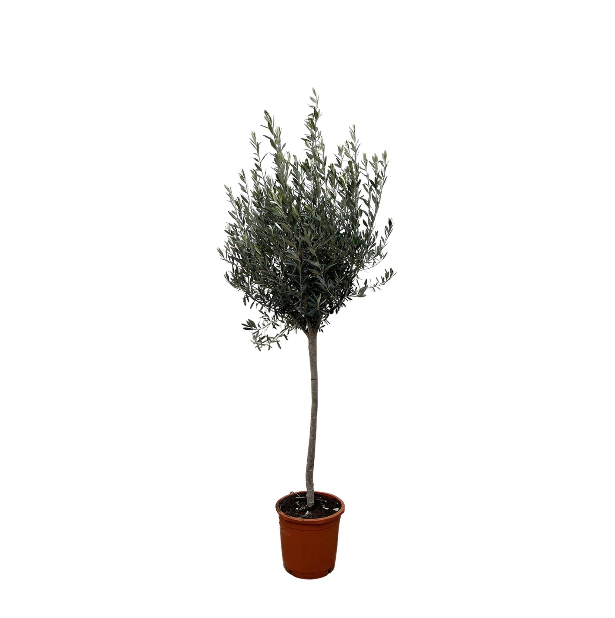Olivier - Olea Europaea tronc 160cm - Plante d'intérieur- La Green Touch - Image 1