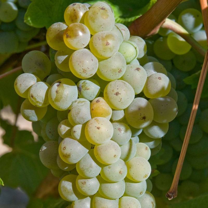 Vigne Chasselas Doré, Vigne de table - Pot de 3L - Echelle bambou 60/120 cm - Image 1