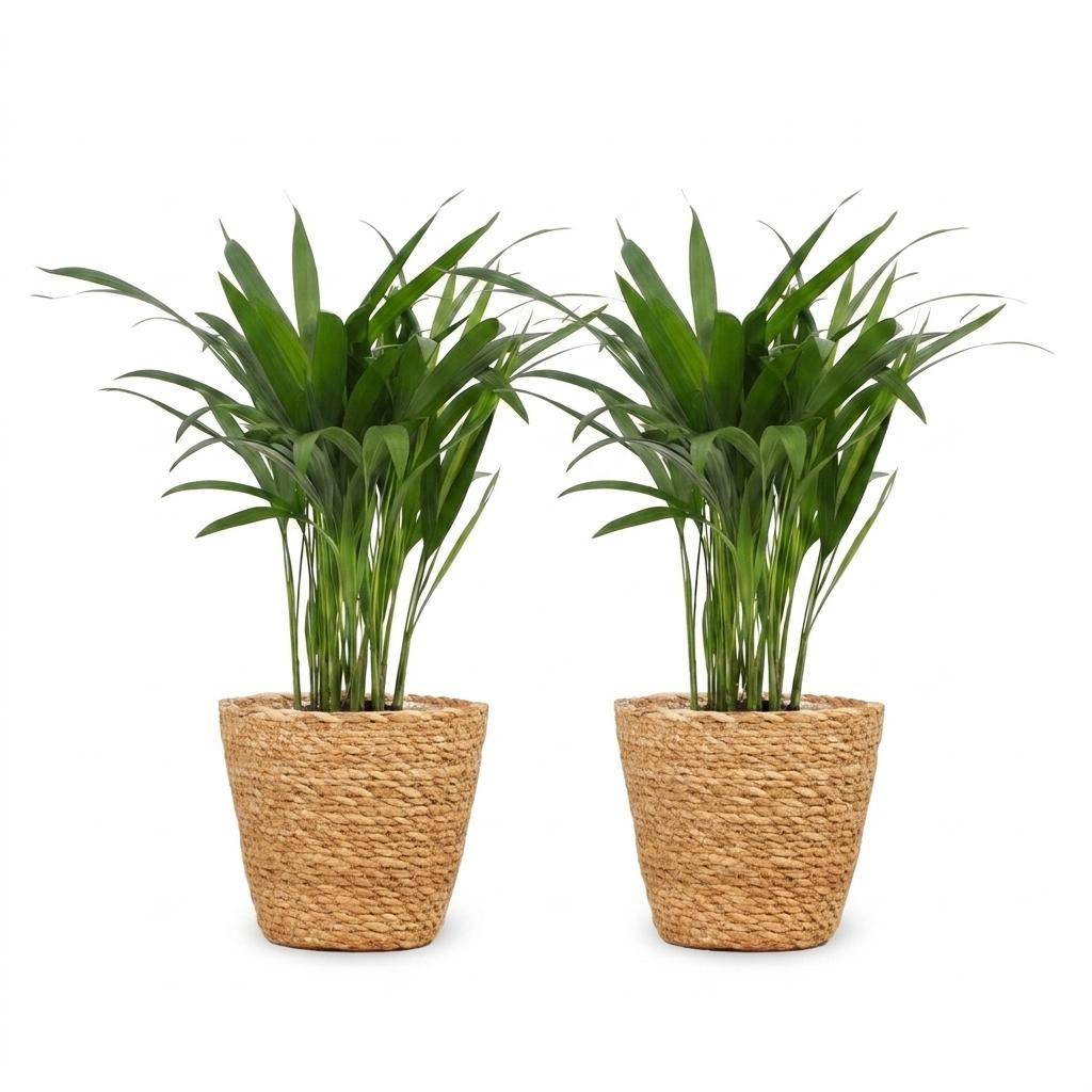 Areca Lutescens - Palmier Areca - Pot de 12cm - 2 plantes - Plantes d'intérieur - Image 2