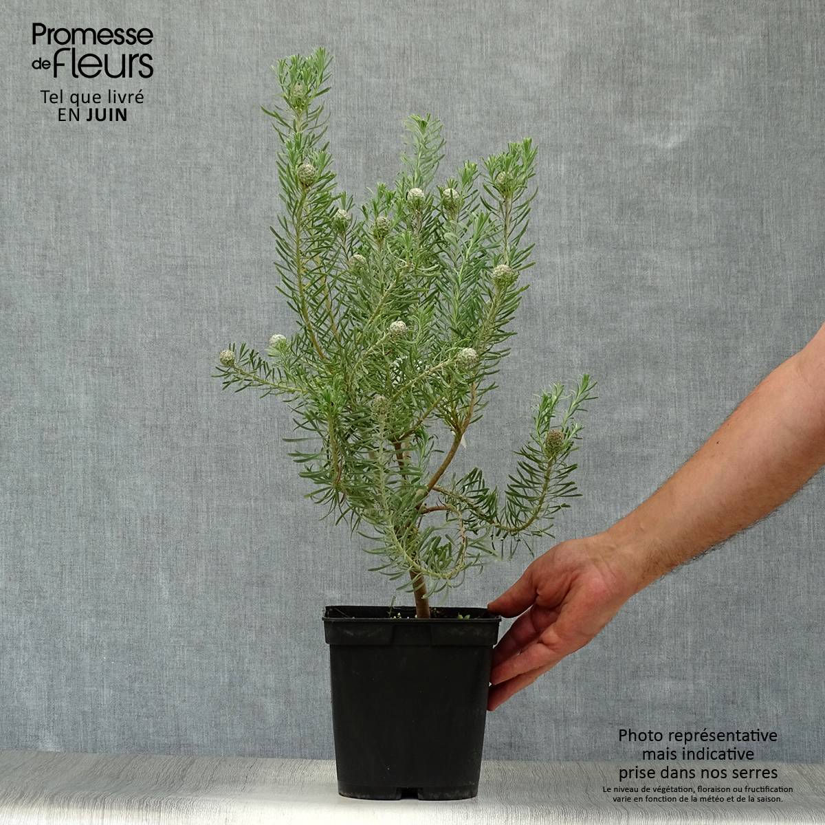 Promesse de Fleurs - Leucadendron galpinii Carlin Pot de 3L/4L - Image 2