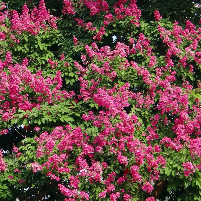 Lilas des Indes Red Imperator, Lagerstroemia à fleurs Rouge - feuillage Caduc - Pot de 3L - 40/60 cm-  hauteur à maturité De 2,50 m à 3,00 m - Image 1