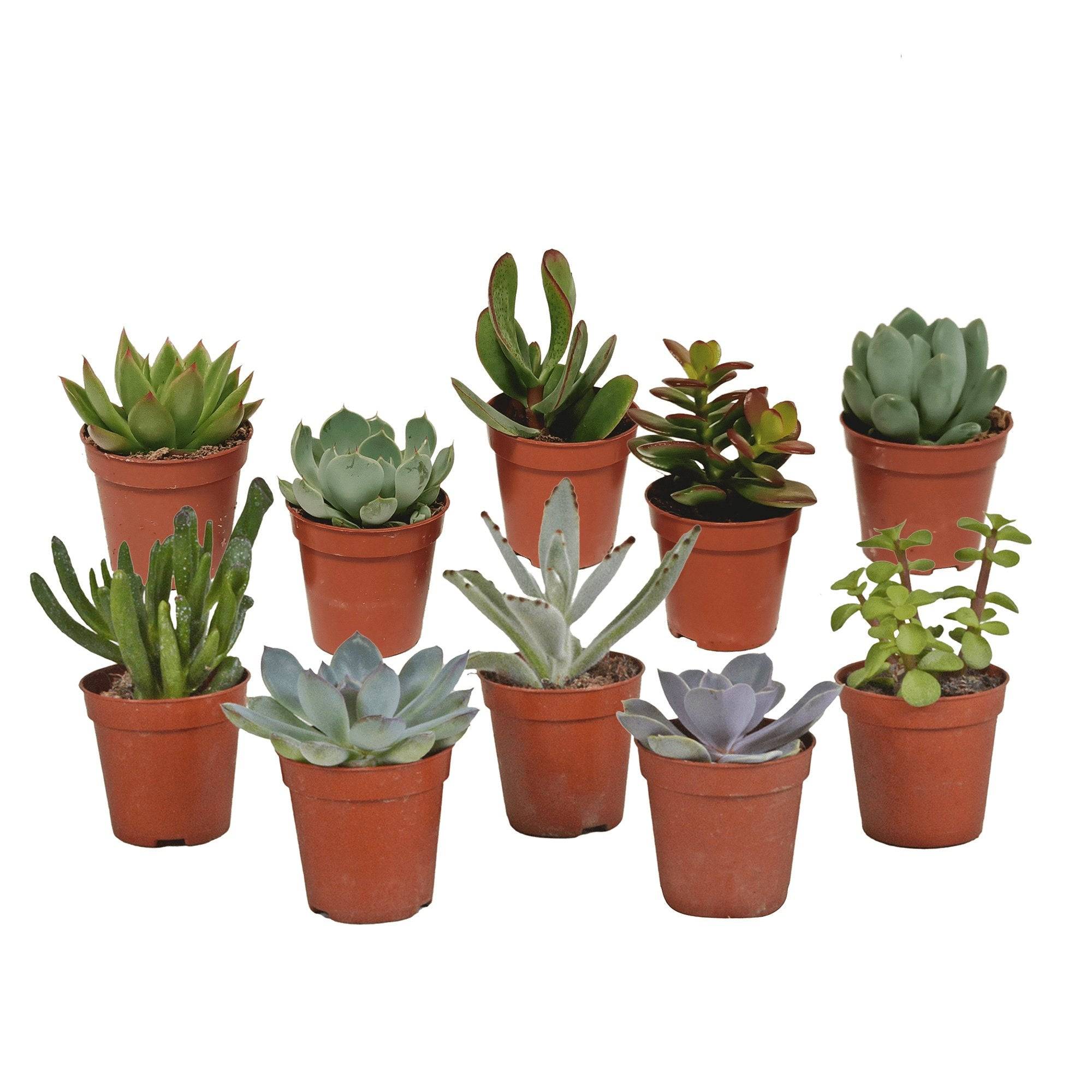 Coffret de Cactus & Succulentes- La Green Touch