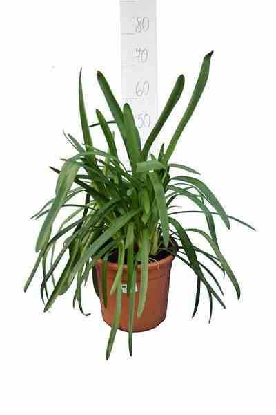 Sans Marque - Agapanthe royale beauté (Agapanthe) Couleur floraison:Violet - Taille:Pot de 5 litres 50/60cm - Image 1