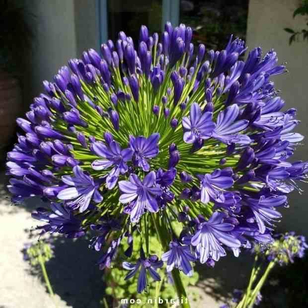 Sans Marque - Agapanthe royale beauté (Agapanthe) Couleur floraison:Violet - Taille:Pot de 5 litres 50/60cm - Image 2