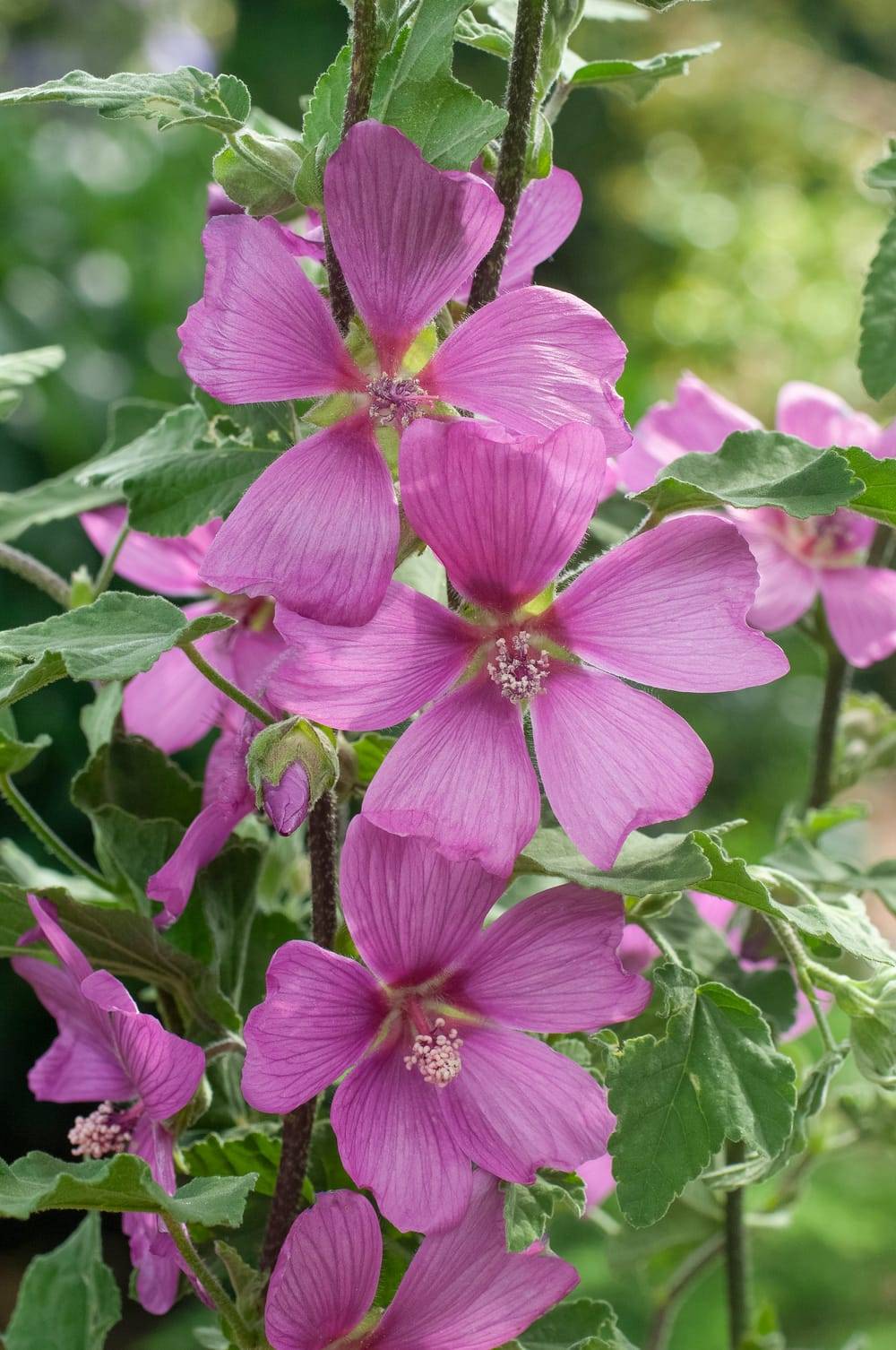 Lavatera 'Burgundy Wine' - Lavatère arbustif