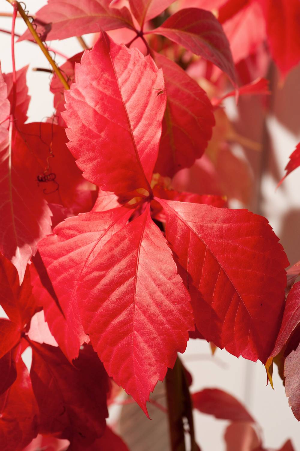 Parthenocissus quinquefolia 'Red Wall'