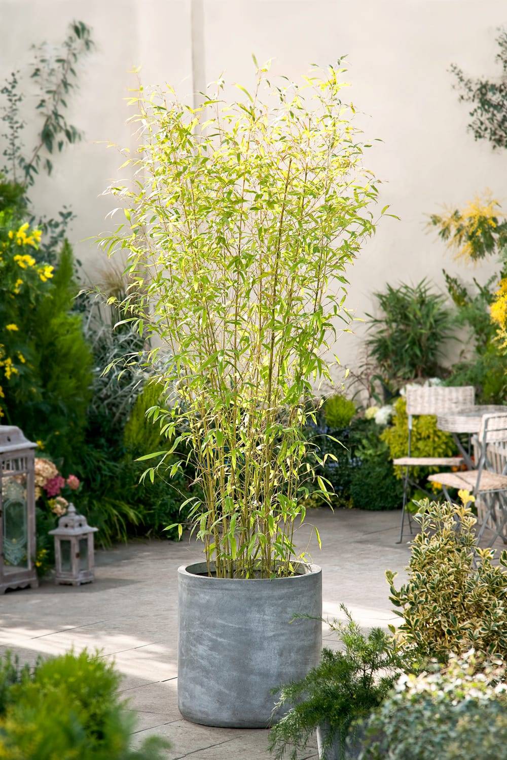 Phyllostachys aurea 'Koi' - Bambou