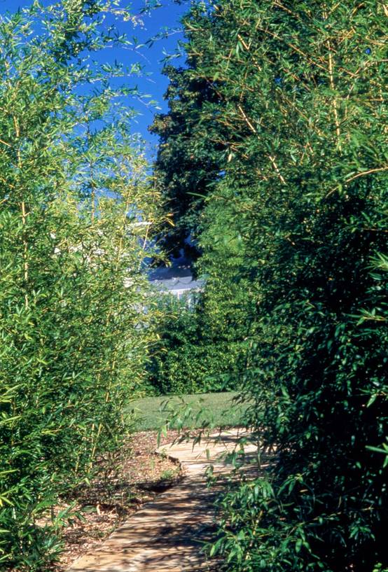 Phyllostachys nuda - Bambou